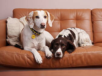 Dogs Trust Valentines Day Appe...